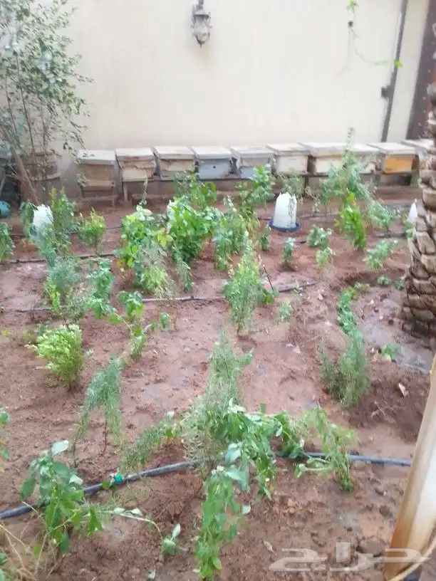 تنسيق حدائق 7