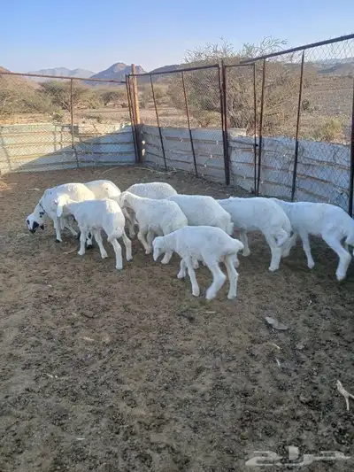 بهم مقفل للبيع 5