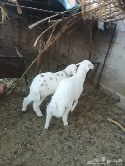 بهم مقفل للبيع 2