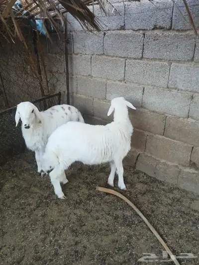 بهم مقفل للبيع 1