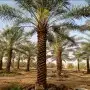 نخل عربي وواشنطن 6