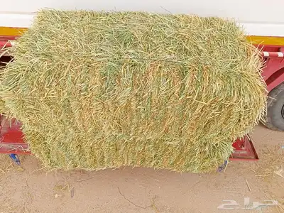 برسيم ھيبان 0