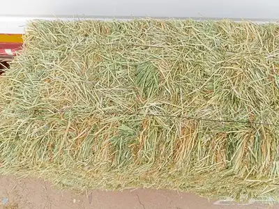 برسيم ھيبان 1