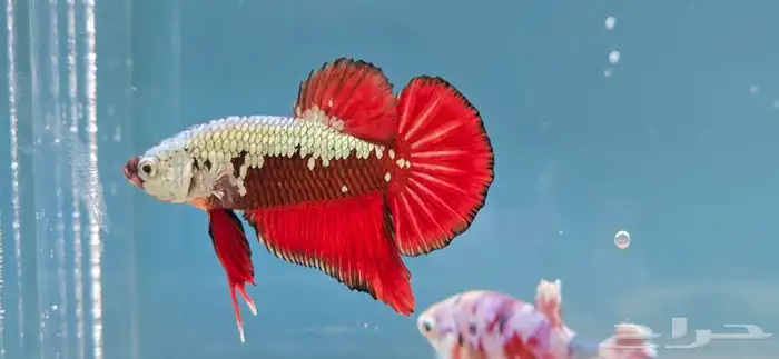 Betta fish for sale 2