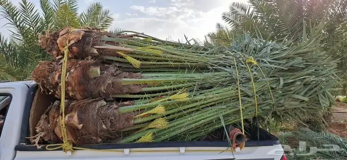 النخيل لبيع بجميع انواعه ولمقسات المختلفه متواجد دمام الجبيل 0