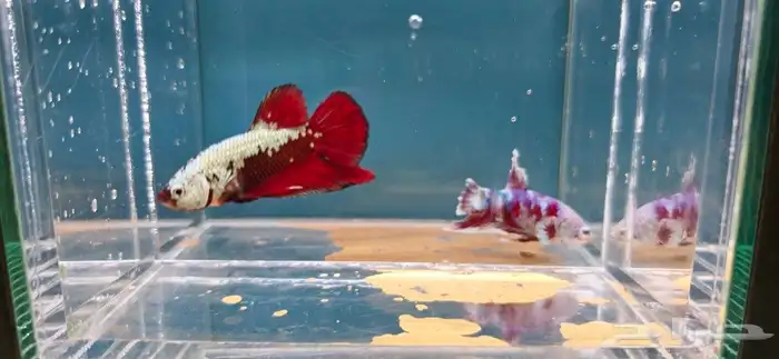 Betta fish for sale 3
