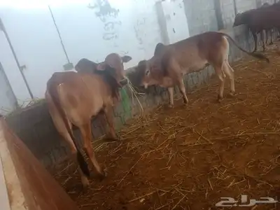 بسم الله تبارك الله  حسلان بلديه من أعلى المال وأجود اللحوم 0