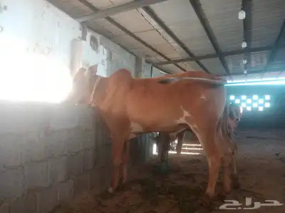 بسم الله تبارك الله  حسلان بلديه من أعلى المال وأجود اللحوم 7