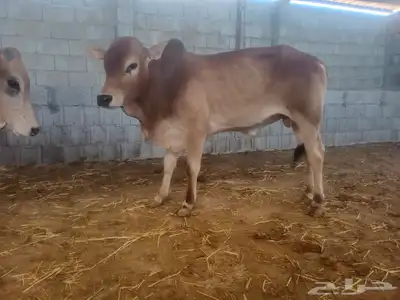 بسم الله تبارك الله  حسلان بلديه من أعلى المال وأجود اللحوم 5