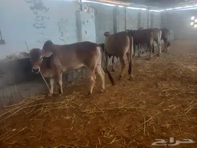 بسم الله تبارك الله  حسلان بلديه من أعلى المال وأجود اللحوم 2