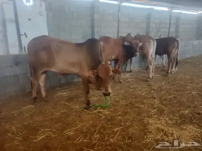 بسم الله تبارك الله  حسلان بلديه من أعلى المال وأجود اللحوم 8