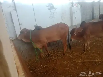 بسم الله تبارك الله  حسلان بلديه من أعلى المال وأجود اللحوم 4