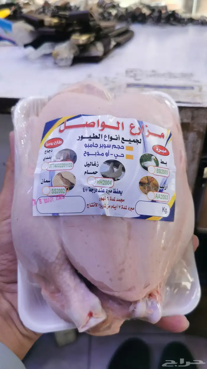 حمام فرنسي كشتة الصامل 1