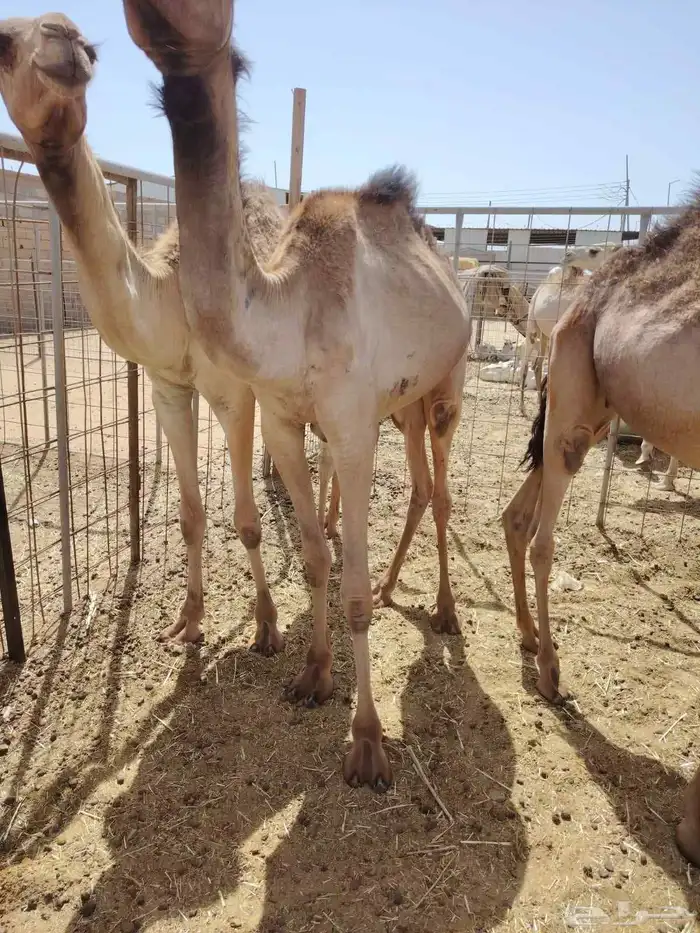 خروف بربري وتيوس وحاشي حلال مربي صومالي 7