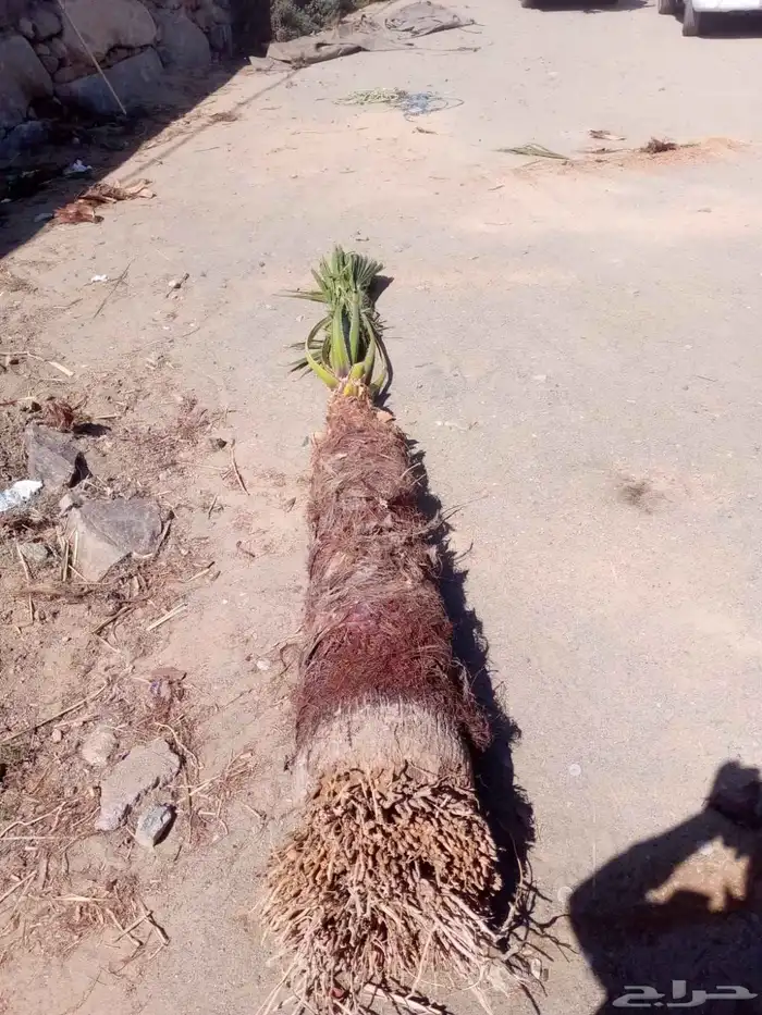 نخل للبيع مثمر  -.وزينه الواشنطني 4
