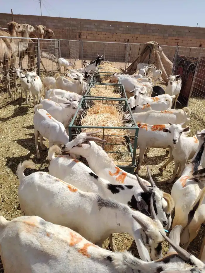 خروف بربري وتيوس وحاشي حلال مربي صومالي 6