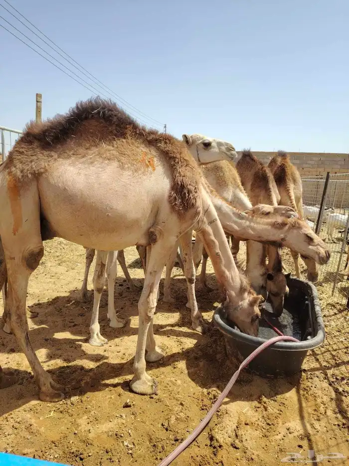 خروف بربري وتيوس وحاشي حلال مربي صومالي 5