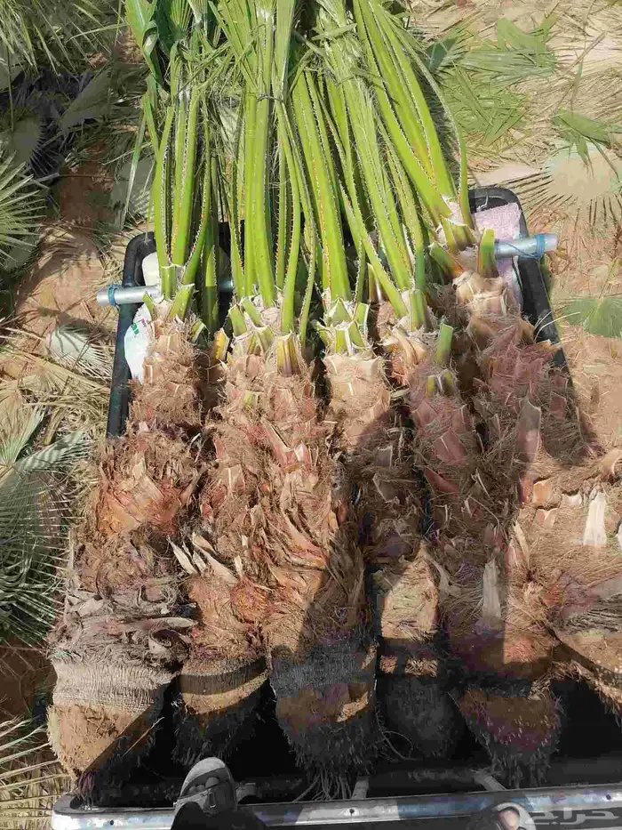 نخل للبيع مثمر  -.وزينه الواشنطني 0