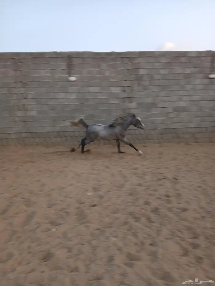 مهرة سعر رخيص جدا مقارنة بالسوق 0