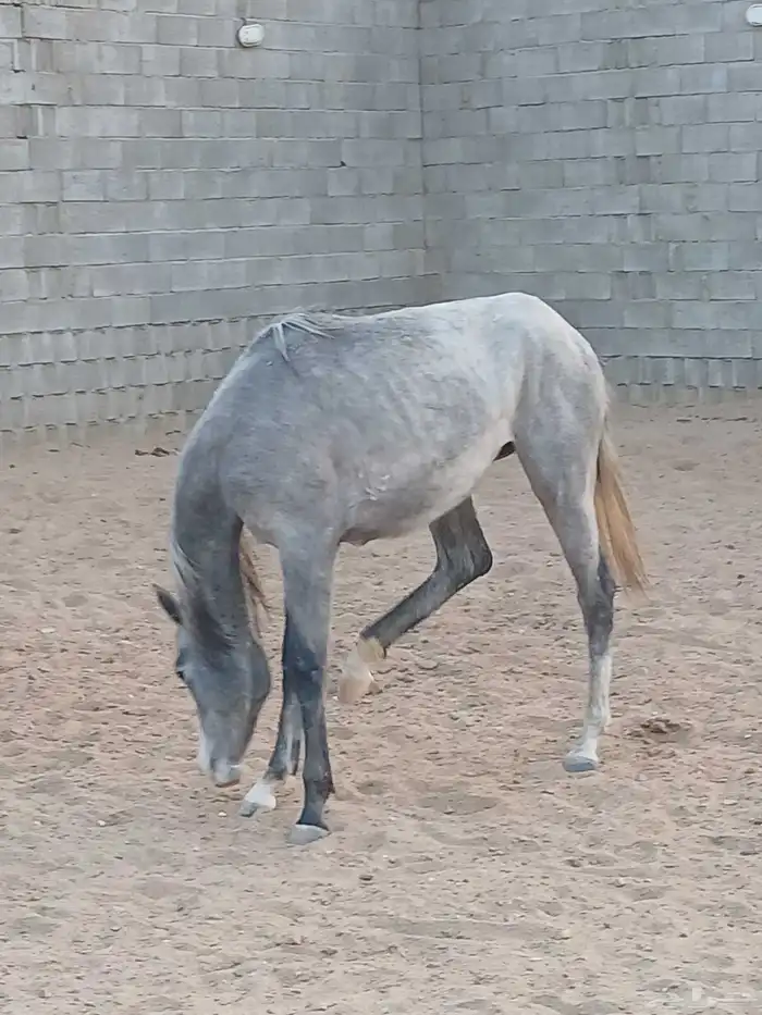 مهرة سعر رخيص جدا مقارنة بالسوق 1