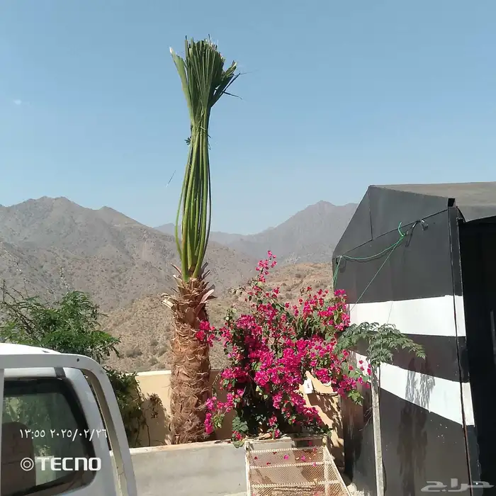 نخل للبيع مثمر  -.وزينه الواشنطني 2
