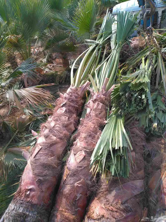 نخل للبيع مثمر  -.وزينه الواشنطني 3