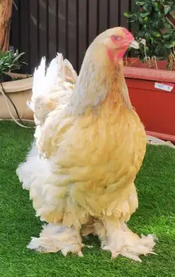 براهما (بيض مخصب) 14