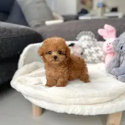 بودل تي كب 0