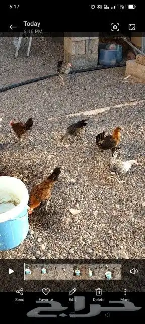 دجاج 0