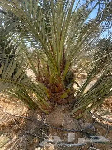 فسائل مشكله للبيع 9