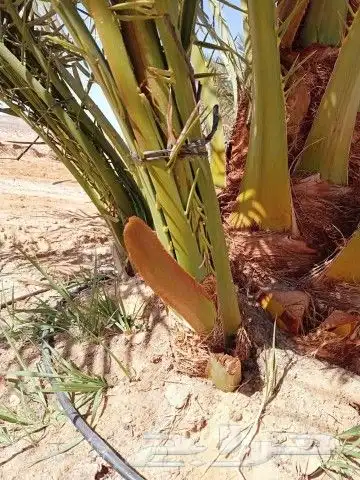 فسائل مشكله للبيع 0