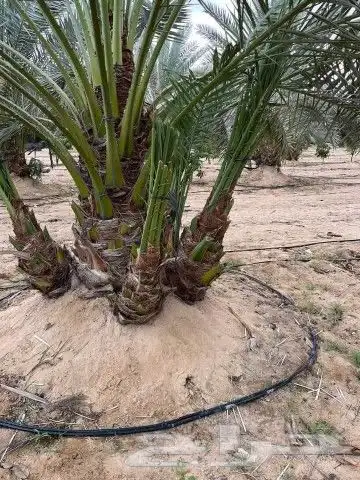 فسائل مشكله للبيع 8