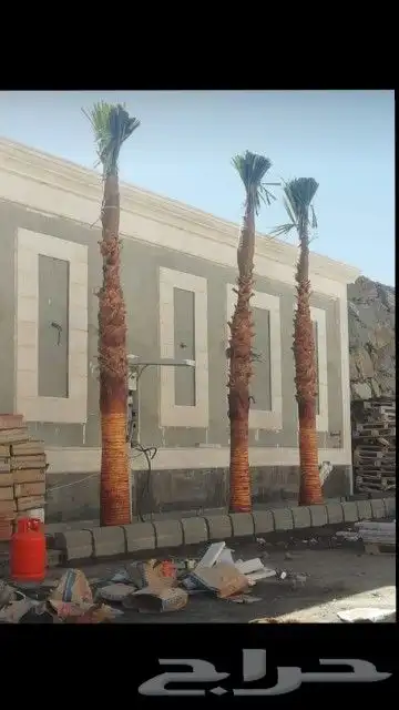 النخيل لبيع بجميع انواعه ولمقسات المختلفه متواجد دمام الجبيل 6