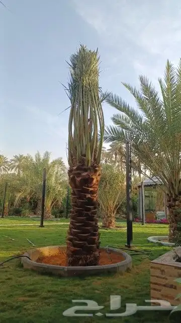 النخيل لبيع بجميع انواعه ولمقسات المختلفه متواجد دمام الجبيل 5