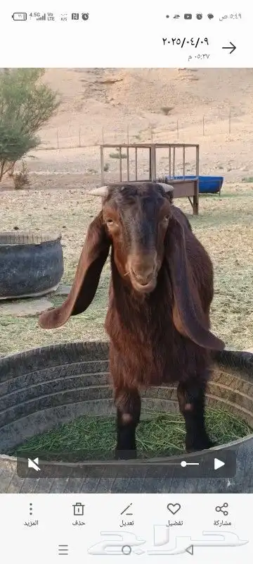تيوس قبرصيه بيور 3