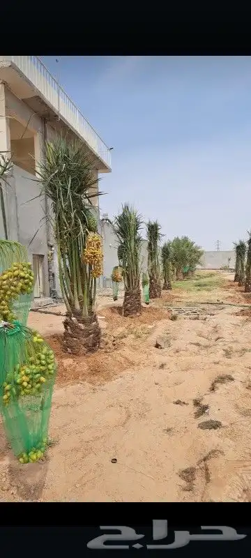 يوجد لدينا جميع انواع النخيل 8
