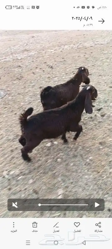 تيوس قبرصيه بيور 2