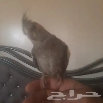 جوز كروان وليف منتج يطلع على اليد 2
