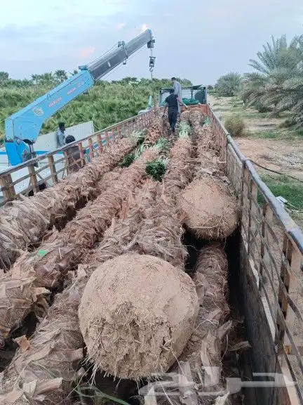 توريد وزراعة جميع انواع النخيل العربي و الوشنطونيا والأشجار 0