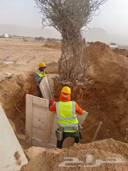توريد وزراعة جميع انواع النخيل العربي و الوشنطونيا والأشجار 9