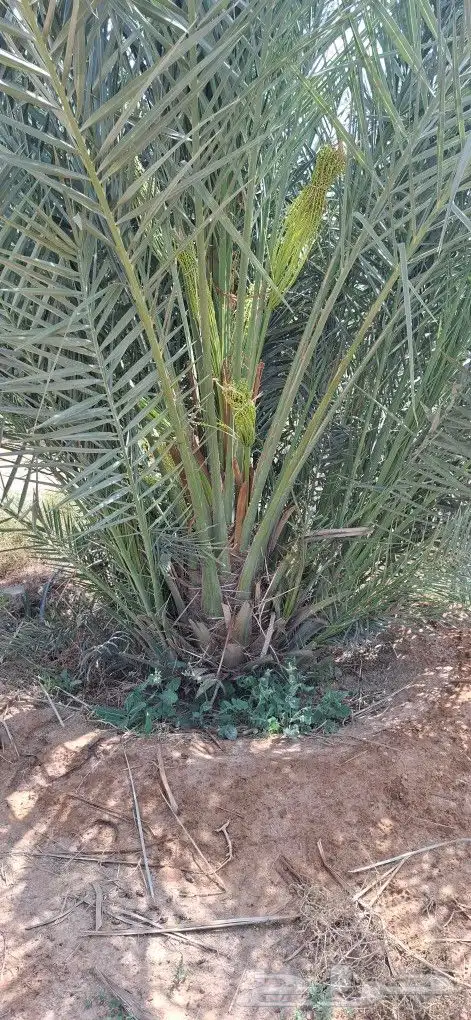 النخيل لبيع بجميع انواعه ولمقسات المختلفه متواجد دمام الجبيل 2