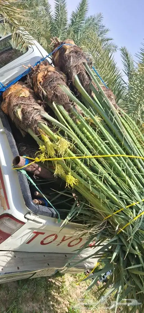 النخيل لبيع بجميع انواعه ولمقسات المختلفه متواجد دمام الجبيل 3