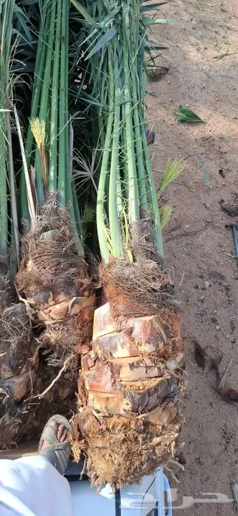 النخيل لبيع بجميع انواعه ولمقسات المختلفه متواجد دمام الجبيل 1