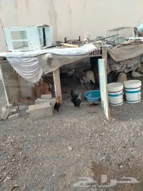 دجاج 1