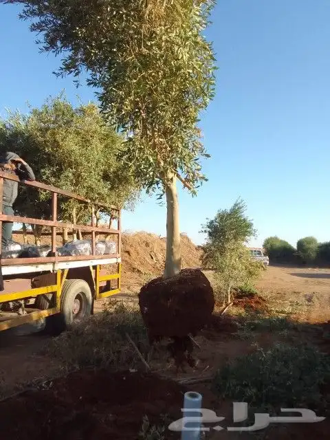 للبيع شجر زيتون 6