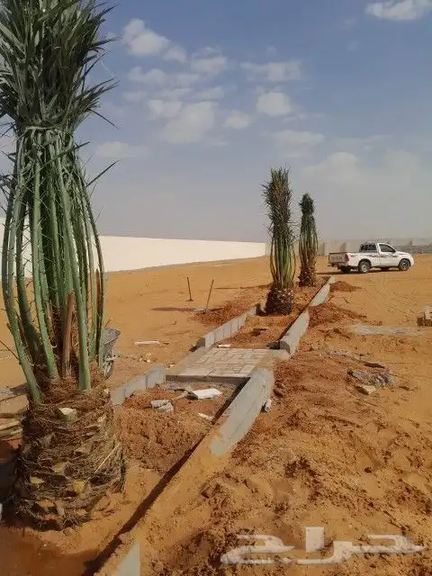 النخيل لبيع بجميع انواعه ولمقسات المختلفه متواجد دمام الجبيل 4