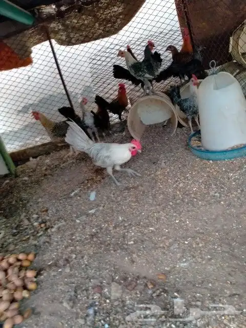 دجاج 2