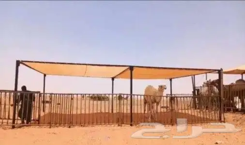مضلات ابل ومضلات غنم 6