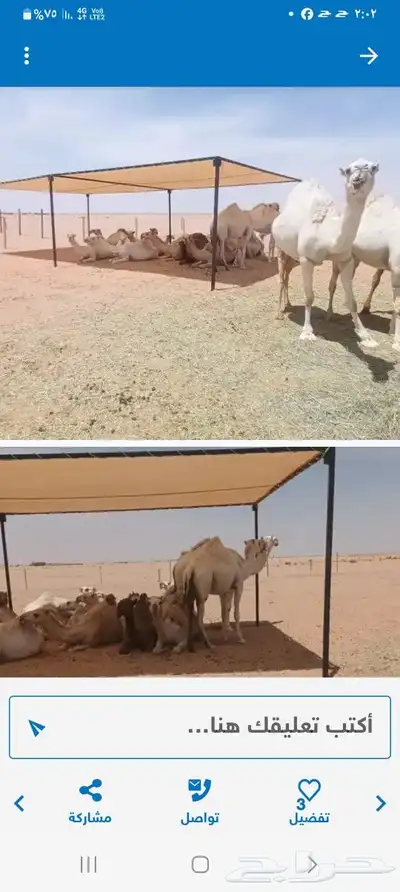 مضلات البل جميع المقاسات 3