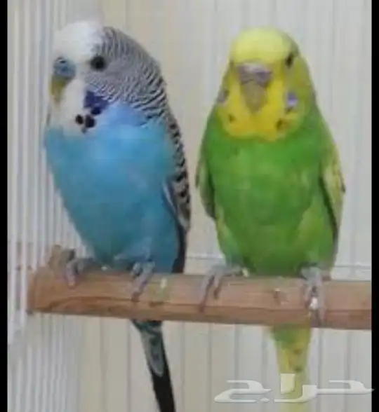 عاشق ومعشوق للبيع 0